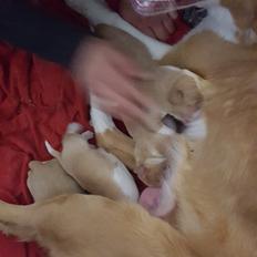 Nova scotia duck tolling retriever Coco