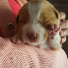 Nova scotia duck tolling retriever Coco