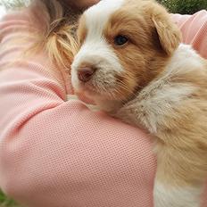 Nova scotia duck tolling retriever Coco