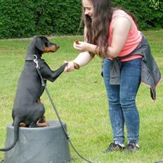 Tysk pinscher Cassis Heartbeat Jamie