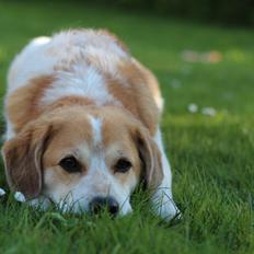 Blanding af racer Beagle/Japansk Spids-Futte