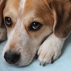 Blanding af racer Beagle/Japansk Spids-Futte