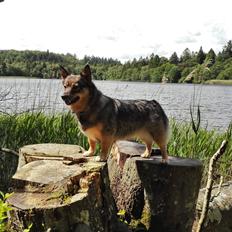 Västgötaspids Gaia R. I. P