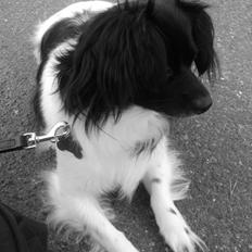 Blanding af racer Gibbz