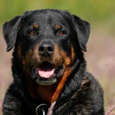 Rottweiler Balou