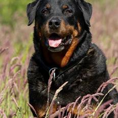Rottweiler Balou