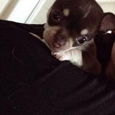 Chihuahua Eddie