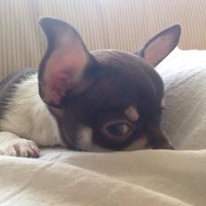 Chihuahua Eddie