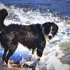 Border collie Nuser