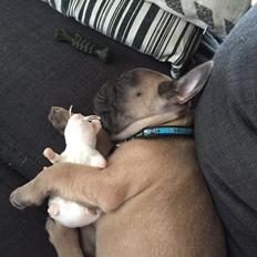 Fransk bulldog Baloo