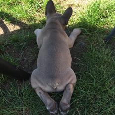 Fransk bulldog Baloo