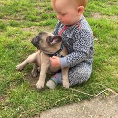 Fransk bulldog Baloo