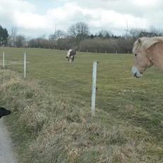 Blanding af racer Stella