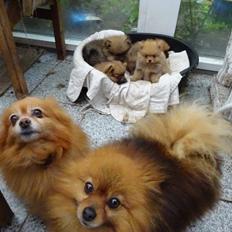 Pomeranian Ane`s Blondie