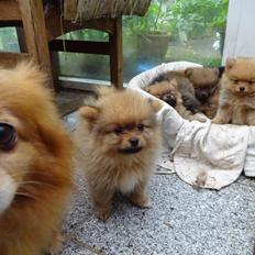 Pomeranian Ane`s Blondie