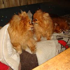 Pomeranian Ane`s Blondie