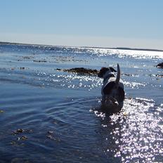 Dansk svensk gaardhund Bertha