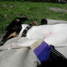 Dansk svensk gaardhund sussi