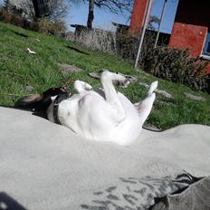 Dansk svensk gaardhund sussi