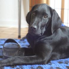 Labrador retriever Bjørn