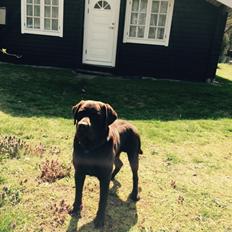 Labrador retriever Jack 