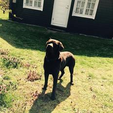 Labrador retriever Jack 