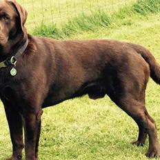 Labrador retriever Jack 