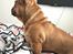 Fransk bulldog Adolf (Bond)