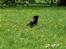 Mops Berta