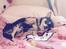 Chihuahua High Fly Charming Beast