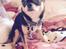 Chihuahua High Fly Charming Beast