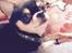 Chihuahua High Fly Charming Beast