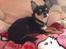 Chihuahua High Fly Charming Beast