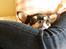 Chihuahua High Fly Charming Beast