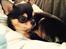 Chihuahua High Fly Charming Beast