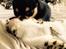 Chihuahua High Fly Charming Beast