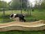 Border collie Zoey 14/3 -5/3 2023