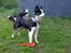 Border collie Zoey 14/3 -5/3 2023