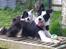 Border collie Zoey 14/3 -5/3 2023