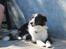 Border collie Kato - Den dag jeg fik ham hvem