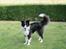 Border collie Kato - Kato holder et vågent øje med mig