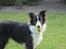 Border collie Kato - Kato står med sin elskede boldt i munden