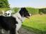 Border collie Kato - Hvad har du set Kato