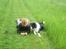 Border collie Kato - jeg ligger og piller hved et eller andet og Kato kigger ned på hvad jeg laver. jeg hved ikke hvor jeg selv kigger hen. ikke et ret godt billede af mig og Kato sammen