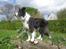 Border collie Kato - På det her billede kan man nok godt se hvorfor jeg nogle gange kalder ham Kong Kato