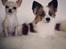 Chihuahua Molly *R.I.P.*