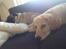 Golden retriever Carlo