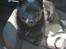 Schipperke Røndesminde's Xander(bølle)
