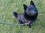 Schipperke Røndesminde's Xander(bølle)
