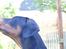 Dobermann MALKIN